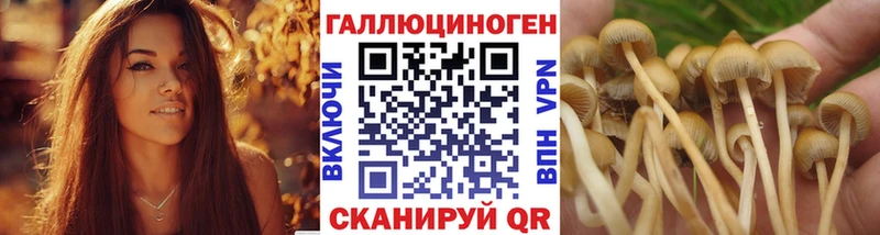Купить где  Козловка  Галлюциногенные грибы Psilocybine cubensis 